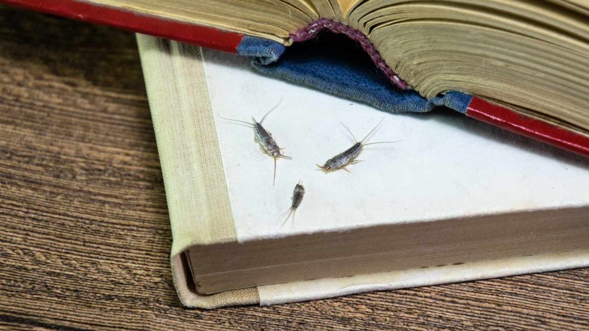 Evinizdeki gümüş böcekleri neyin habercisi? Kurtulmanın yolları
