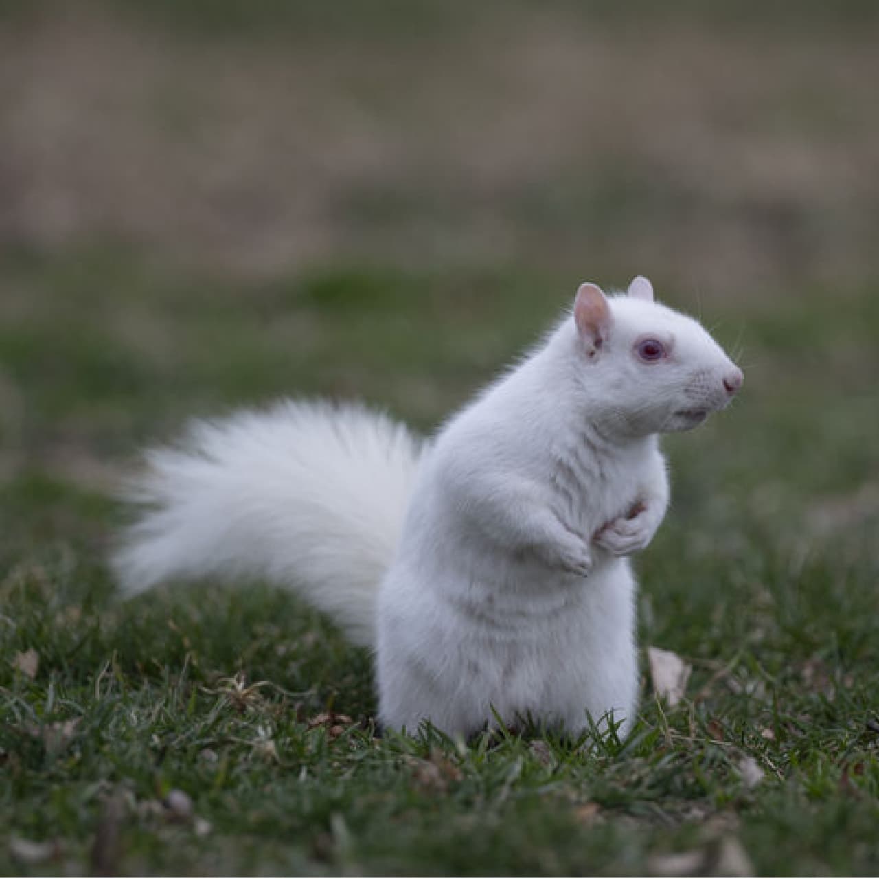Son derece nadir! Albino sincaplar kayıt altında