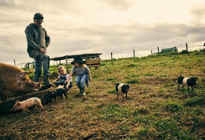 Kahve Falında Domuz Ne Anlama Gelir? Falda Domuz Şekli Görmek Ne Demek, Anlamı Nedir?