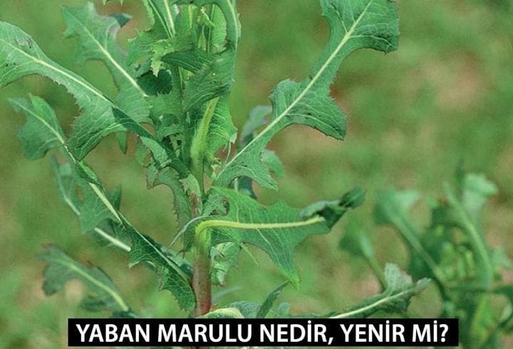 Doğanın Mucizesi: Yaban Marulu ve Sağlık Üzerindeki Etkileri