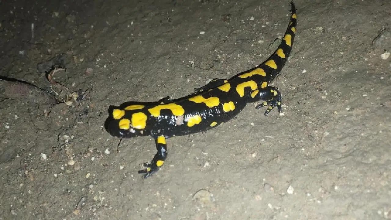 Adana'da nesli tehlike altındaki sarı benekli semender görüldü