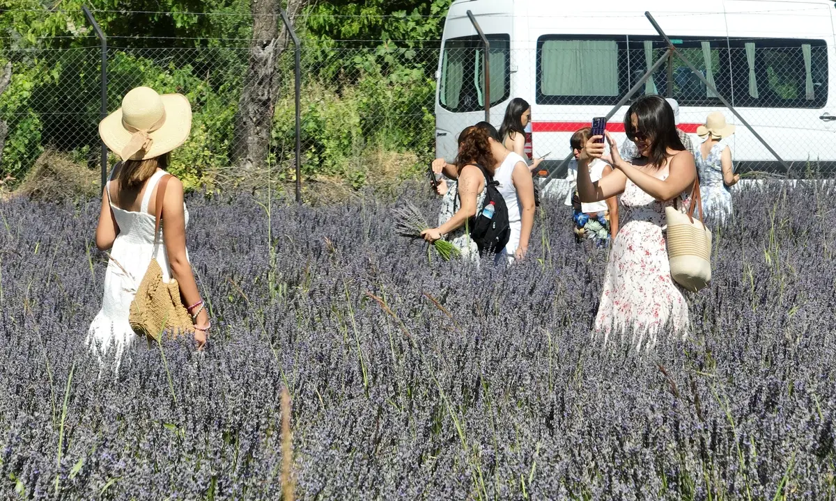 Fethiye'de hasat dördünce kez başladı